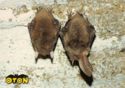 Brown long-eared bat (Plecotus auritus)