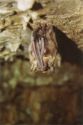 Greater mouse-eared bat (Myotis myotis)