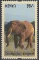 African Elephant (Loxodonta africana)