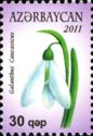 Galanthus Caucasicus