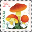Amanita caesarea