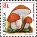 Leccinum aurantiacum