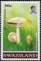 Agaricus arvensis