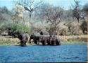 Lake Kariba. Elephants Drinking
