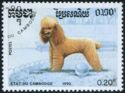 Poodle (Canis lupus familiaris)