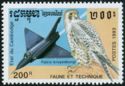 South American Peregrine Falcon (Falco peregrinus cassini), 