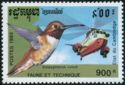 Rufous Hummingbird (Selasphorus rufus), Helicopter