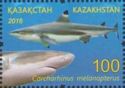 Blacktip Reef Shark (Carcharhinus melanopterus)