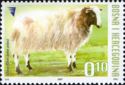Domestic Sheep (Ovis aries)