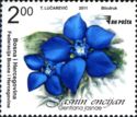 Jasna's Gentian (Gentiana jasnae)