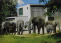 African Elephants