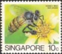 Asiatic Honey Bee (Apis cerana javana)