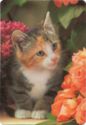 Kitten and Flowers