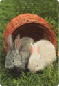 Two Rabbits in the Grass