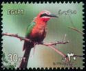 White-fronted Bee-eater (Merops bullockoides)