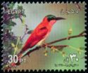 Southern Carmine Bee-eater (Merops nubicoides)