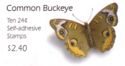 Common Buckeye (Junonia coenia)
