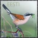 Red-backed Shrike (Lanius collurio)