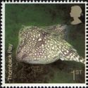 Thornback Ray (Raja clavata) 