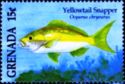 Yellowtail snapper