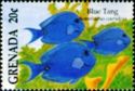 Blue tang (Paracanthurus hepatus)