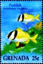 Porkfish (Anisotremus virginicus)