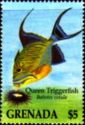 Queen triggerfish