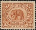 Indian Elephant (Elaphas Maximus)