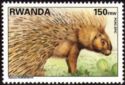Cape porcupine (Hystrix africaeaustralis)
