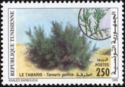French Tamarisk (Tamarix gallica) 