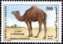 Dromedary (Camelus dromedarius)