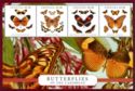 Butterflies of the Caribbean