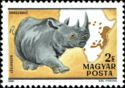 Black Rhinoceros (Diceros bicornis)