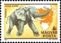 African Elephant (Loxodonta africana)