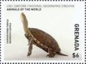 Caspian pond Turtle (Mauremys caspica)