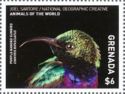 Purple-banded Sunbird (Cinnyris bifasciatus)