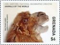 Bactrian Camel (Camelus bactrianus)