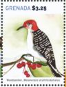 Woodpecker (Melanerpes erythrocephalus) (see Description)