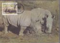 White Rhinoceros (Ceratotherium simum)