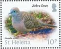 Zebra Dove (Geopelia striata)