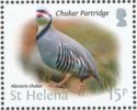 Chukar partridge (Alectoris chukar)