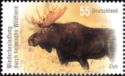 Moose (Alces alces)