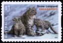 Snow Leopard (Panthera uncia syn. Uncia uncia)