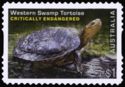 Western Swamp Tortoise (Pseudemydura umbrina)
