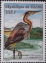 Purple Heron (Ardea purpurea)