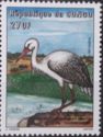 White Stork (Ciconia ciconia)