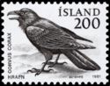 Common Raven (Corvus corax)