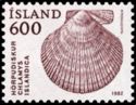 Iceland Scallop (Chlamys islandica)