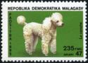 Poodle (Canis lupus familiaris)