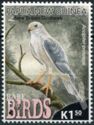 New Britain Goshawk (Accipiter princeps)